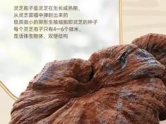 求购滋补药材产地货源